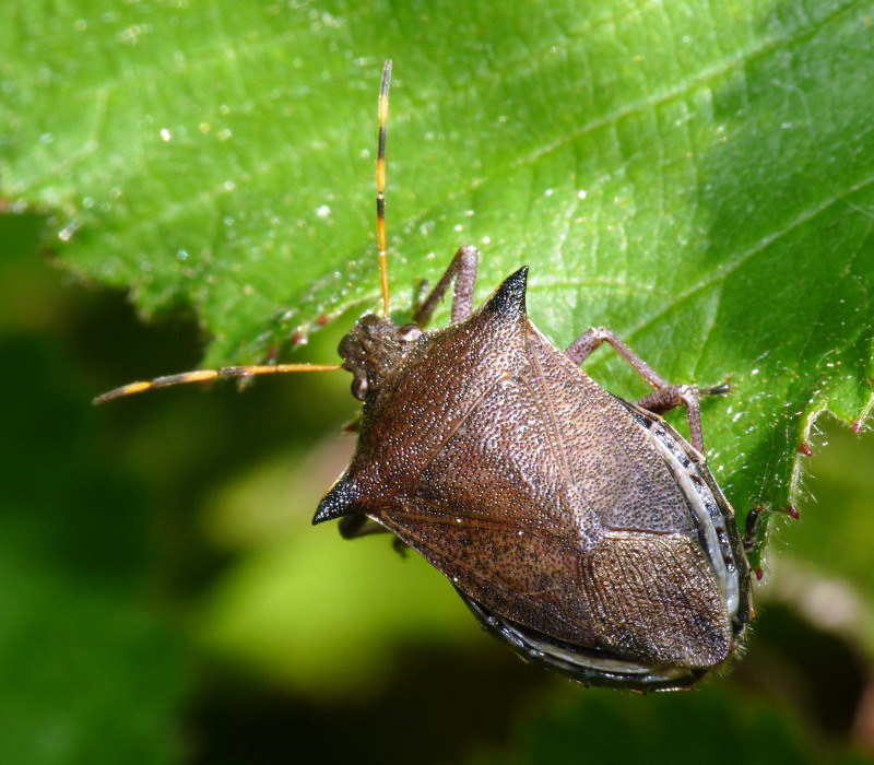 Pentatomidae: Picromerus nigridens della Toscana (LI)